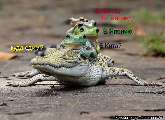 Котоматрица: куда едим? В Тайланд В Китай В Москву В Японию