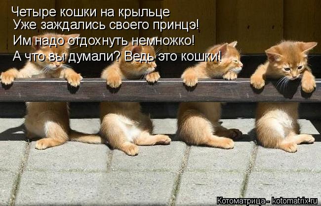 Котоматрица: Четыре кошки на крыльце Уже заждались своего принцэ! Им надо отдохнуть немножко! А что вы думали? Ведь это кошки!