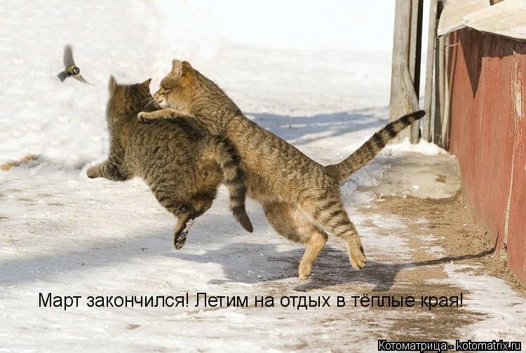 Котоматрица: Март закончился! Летим на отдых в тёплые края!