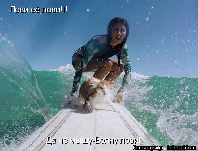 Лови её,лови!!! Да не мышу-Волну лови!... Котоматрица: Лови её,лови!!! Да не мышу-Волну лови!