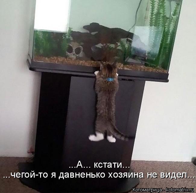 ...чегой-то я давненько хозяина не видел... ...А... кстати...... Котоматрица: ...чегой-то я давненько хозяина не видел... ...А... кстати...