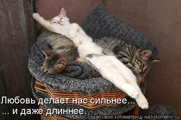 Котоматрица: Любовь делает нас сильнее... ... и даже длиннее.