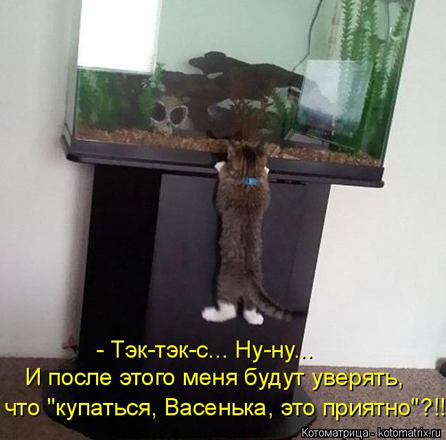 Котоматрица: - Тэк-тэк-с... Ну-ну... И после этого меня будут уверять, что "купаться, Васенька, это приятно"?!!