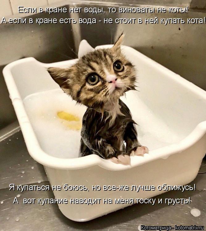 Котоматрица: Если в кране нет воды, то виноваты не коты! А если в кране есть вода - не стоит в ней купать кота! Я купаться не боюсь, но все-же лучше оближусь! 