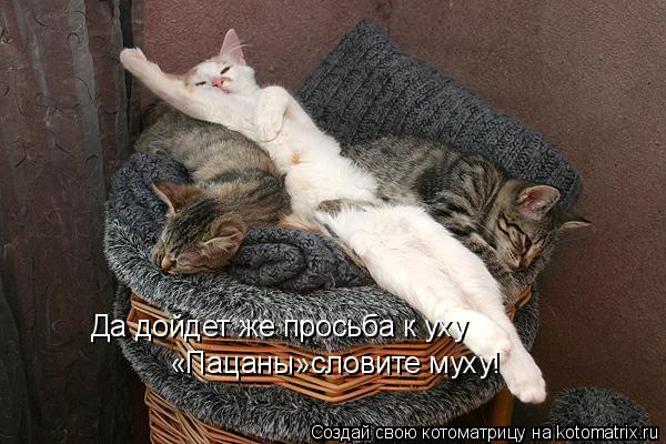 Котоматрица: Да дойдет же просьба к уху «Пацаны»словите муху!
