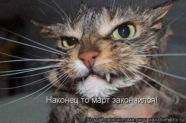 Наконец то март закончился!... Котоматрица: Наконец то март закончился!