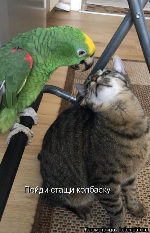 Котоматрица: Пойди стащи колбаску