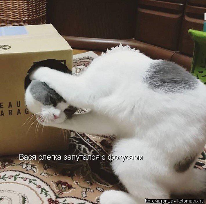 Котоматрица: Вася слегка запутался с фокусами