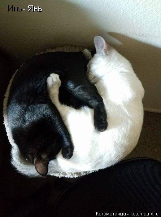 Котоматрица: Инь  - Янь