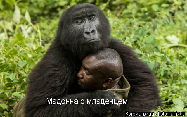 Мадонна с младенцем... Котоматрица: Мадонна с младенцем
