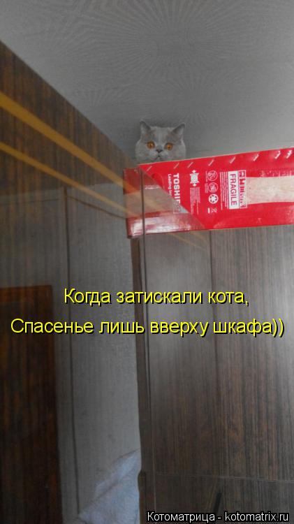 Когда затискали кота, Спасенье лишь вверху шкафа))... Котоматрица: Когда затискали кота, Спасенье лишь вверху шкафа))