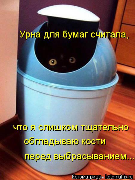 что я слишком тщательно обгладываю кости перед выбрасыванием... Урна для бумаг считала,... Котоматрица: что я слишком тщательно обгладываю кости перед выбрасыванием... Урна для бумаг считала,
