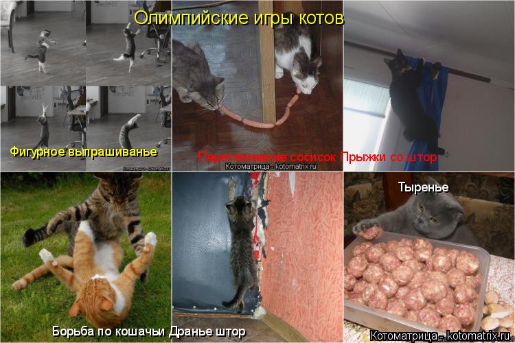 Олимпийские игры котов Фигурное выпрашиванье Перетягивание сосисок Прыжки со штор Борьба по кошачьи Д... Котоматрица: Олимпийские игры котов Фигурное выпрашиванье Перетягивание сосисок Прыжки со штор Борьба по кошачьи Дранье штор Тыренье