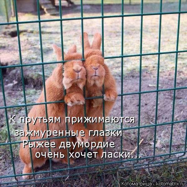 зажмуренные глазки Рыжее двумордие очень хочет ласки... К прутьям прижимаются... Котоматрица: зажмуренные глазки Рыжее двумордие очень хочет ласки... К прутьям прижимаются