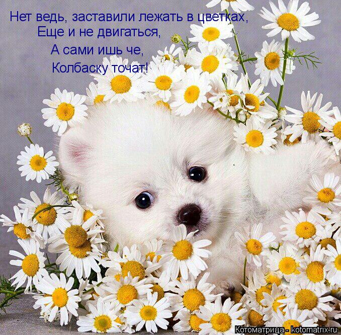 Нет ведь, заставили лежать в цветках, Еще и не двигаться, А сами ишь че, Колбаску точат!... Котоматрица: Нет ведь, заставили лежать в цветках, Еще и не двигаться, А сами ишь че, Колбаску точат!