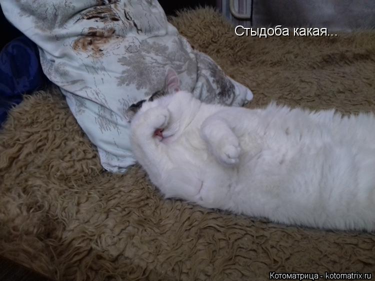 Стыдоба какая...... Котоматрица: Стыдоба какая...