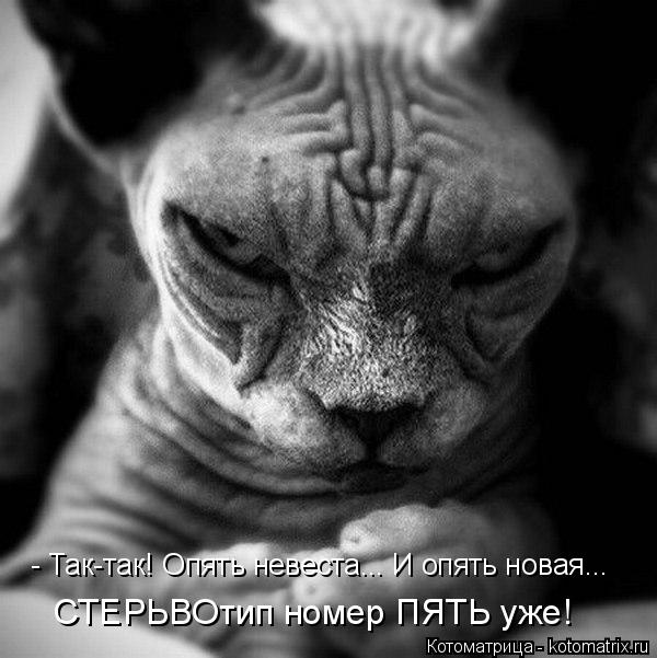 - Так-так! Опять невеста... И опять новая... СТЕРЬВОтип номер ПЯТЬ уже!... Котоматрица: - Так-так! Опять невеста... И опять новая... СТЕРЬВОтип номер ПЯТЬ уже!