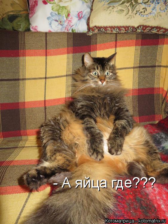 - А яйца где???... Котоматрица: - А яйца где???