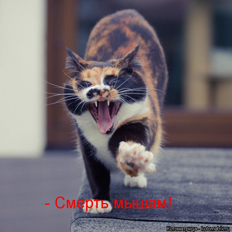 - Смерть мышам!... Котоматрица: - Смерть мышам!