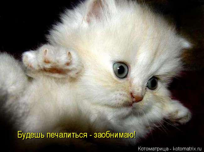 Будешь печалиться - заобнимаю!... Котоматрица: Будешь печалиться - заобнимаю!