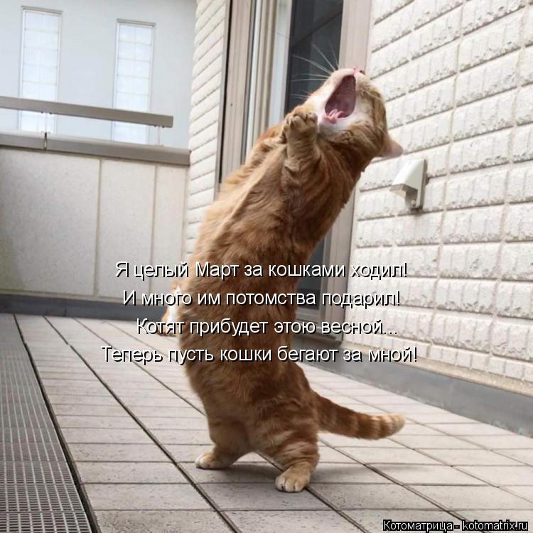 Я целый Март за кошками ходил! И много им потомства подарил! Теперь пусть кошки бегают за мной! Котят... Котоматрица: Я целый Март за кошками ходил! И много им потомства подарил! Теперь пусть кошки бегают за мной! Котят прибудет этою весной...