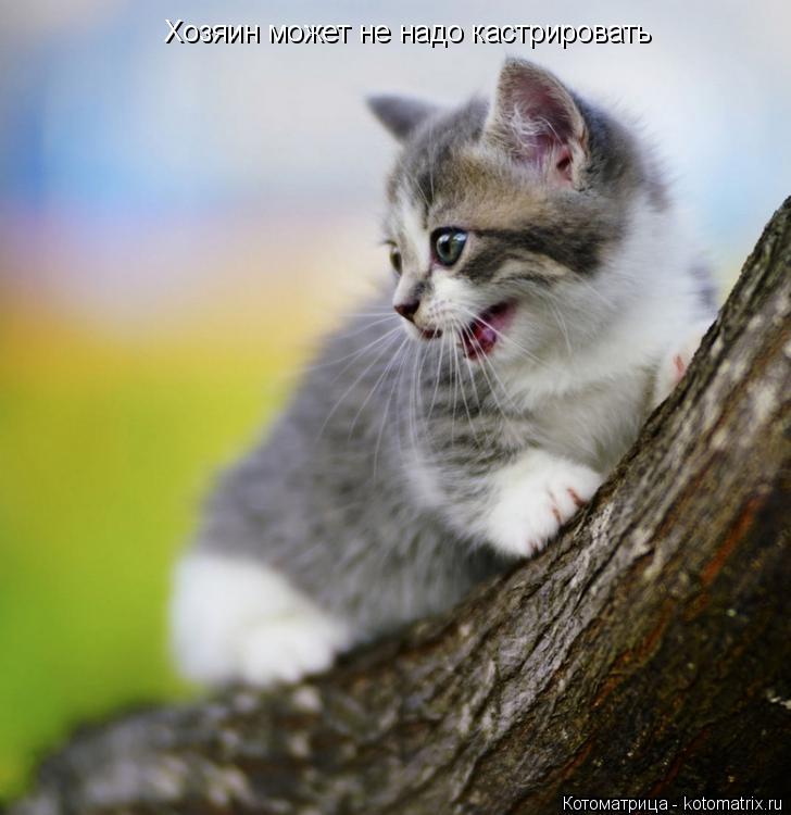 Хозяин может не надо кастрировать... Котоматрица: Хозяин может не надо кастрировать