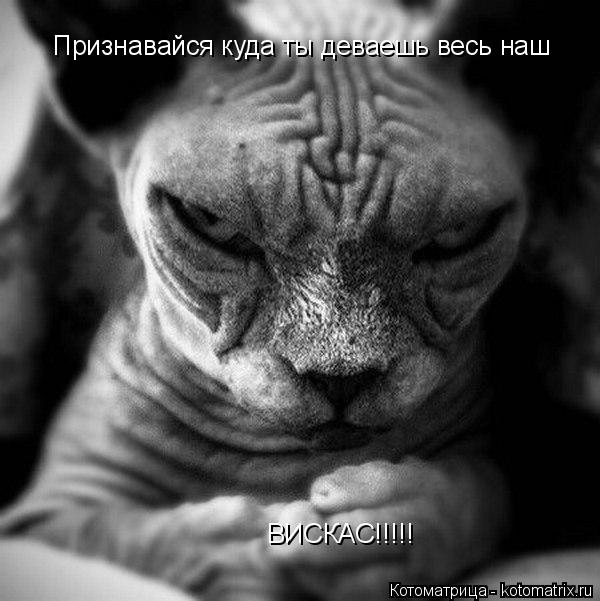 Признавайся куда ты деваешь весь наш ВИСКАС!!!!!... Котоматрица: Признавайся куда ты деваешь весь наш ВИСКАС!!!!!
