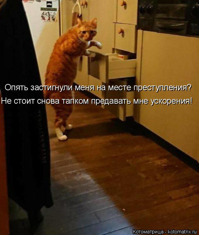 Опять застигнули меня на месте преступления? Не стоит снова тапком предавать мне ускорения!... Котоматрица: Опять застигнули меня на месте преступления? Не стоит снова тапком предавать мне ускорения!