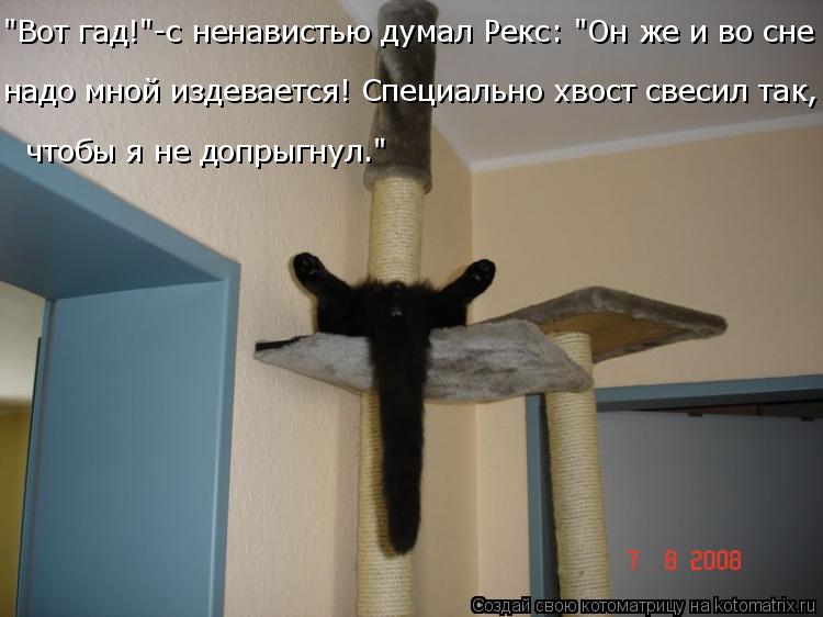 "Вот гад!"-с ненавистью думал Рекс: "Он же и во сне надо мной издевается! Специально хвост свесил та... Котоматрица: "Вот гад!"-с ненавистью думал Рекс: "Он же и во сне надо мной издевается! Специально хвост свесил так, чтобы я не допрыгнул."