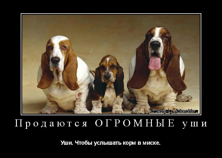 Продаются ОГРОМНЫЕ уши Уши. Чтобы услышать корм в миске.... Котоматрица: Продаются ОГРОМНЫЕ уши Уши. Чтобы услышать корм в миске.