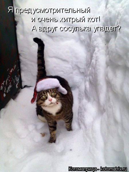 Я предусмотрительный и очень хитрый кот! А вдруг сосулька упадет?... Котоматрица: Я предусмотрительный и очень хитрый кот! А вдруг сосулька упадет?
