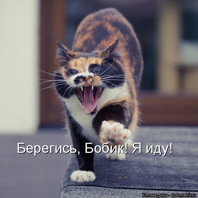 Берегись, Бобик! Я иду!... Котоматрица: Берегись, Бобик! Я иду!