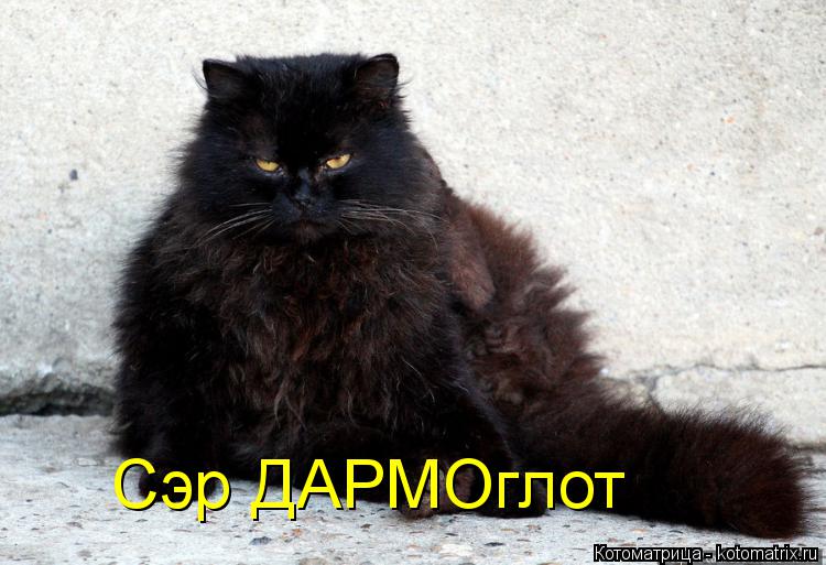Сэр ДАРМОглот... Котоматрица: Сэр ДАРМОглот