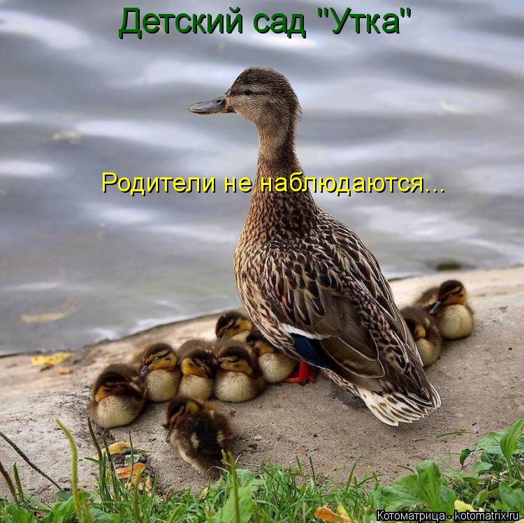 Детский сад "Утка" Родители не наблюдаются...... Котоматрица: Детский сад "Утка" Родители не наблюдаются...
