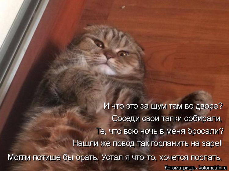 И что это за шум там во дворе? Соседи свои тапки собирали, Те, что всю ночь в меня бросали? Нашли ж... Котоматрица: И что это за шум там во дворе? Соседи свои тапки собирали, Те, что всю ночь в меня бросали? Нашли же повод так горланить на заре! Могли потише