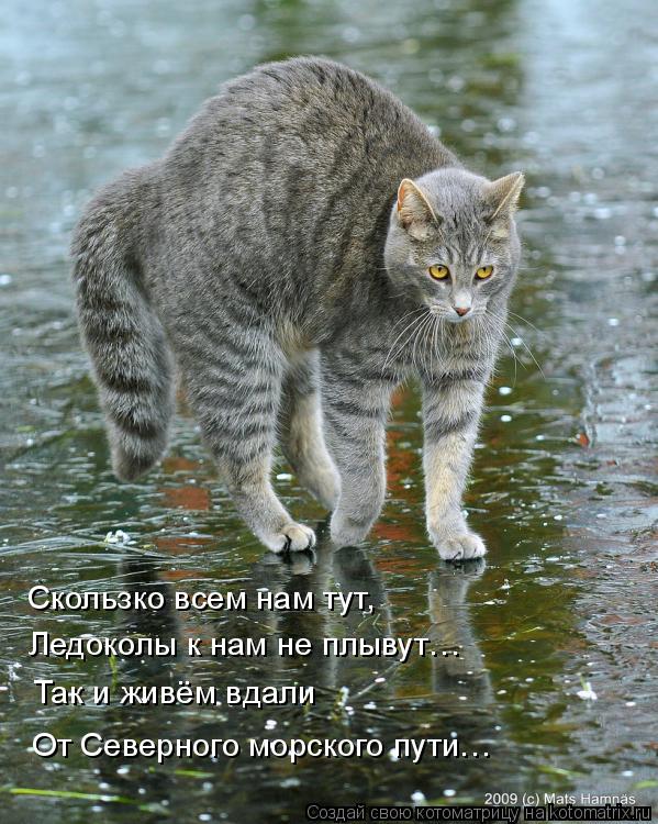 Скользко всем нам тут, Ледоколы к нам не плывут… Так и живём вдали От Северного морского пути…... Котоматрица: Скользко всем нам тут, Ледоколы к нам не плывут… Так и живём вдали От Северного морского пути…