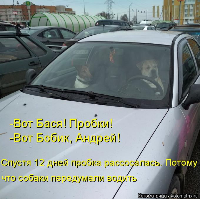 -Вот Бася! Пробки! -Вот Бобик, Андрей! Спустя 12 дней пробка рассосалась. Потому что собаки передума... Котоматрица: -Вот Бася! Пробки! -Вот Бобик, Андрей! Спустя 12 дней пробка рассосалась. Потому что собаки передумали водить