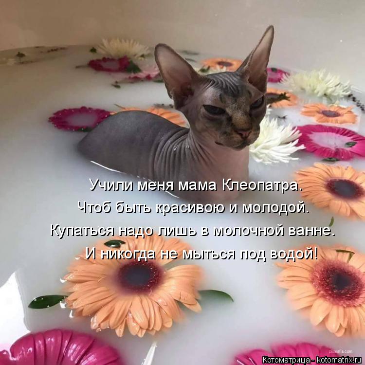 Котоматрица: Учили меня мама Клеопатра. Чтоб быть красивою и молодой. Купаться надо лишь в молочной ванне. И никогда не мыться под водой!