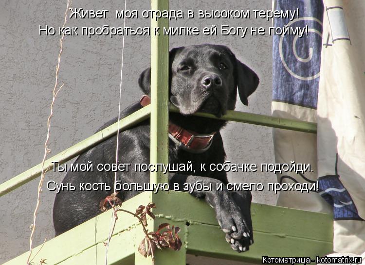 Живет моя отрада в высоком терему! Но как пробраться к милке ей Богу не пойму! Сунь кость большую в ... Котоматрица: Живет моя отрада в высоком терему! Но как пробраться к милке ей Богу не пойму! Сунь кость большую в зубы и смело проходи! Ты мой совет послуш?