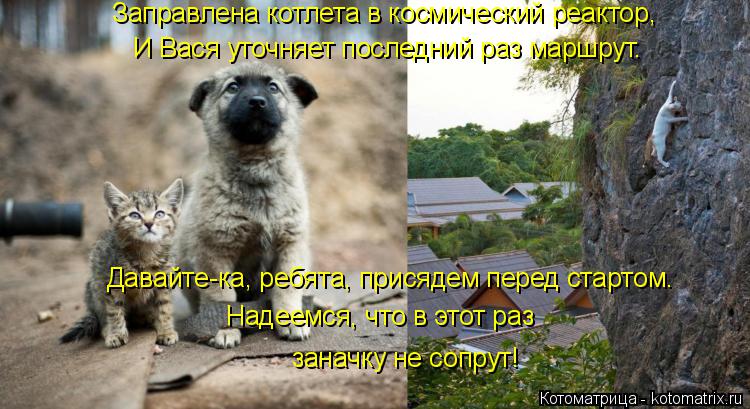 Давайте-ка, ребята, присядем перед стартом. Надеемся, что в этот раз заначку не сопрут! Заправлена ко... Котоматрица: Давайте-ка, ребята, присядем перед стартом. Надеемся, что в этот раз заначку не сопрут! Заправлена котлета в космический реактор, И Вася уточ