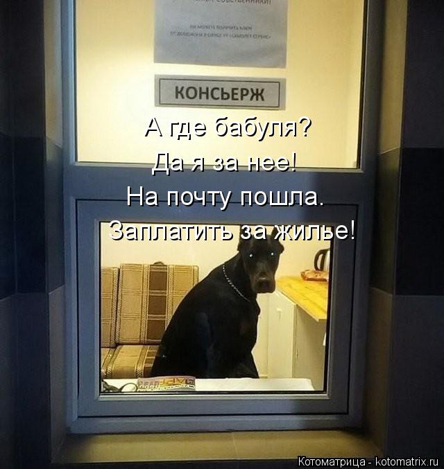 Котоматрица: А где бабуля? Да я за нее! Заплатить за жилье! На почту пошла.