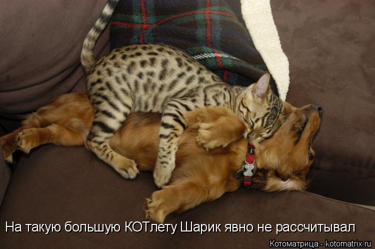 Котоматрица: На такую большую КОТлету Шарик явно не рассчитывал