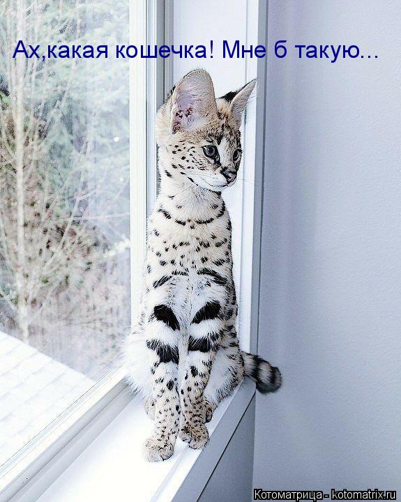 Котоматрица: Ах,какая кошечка! Мне б такую...