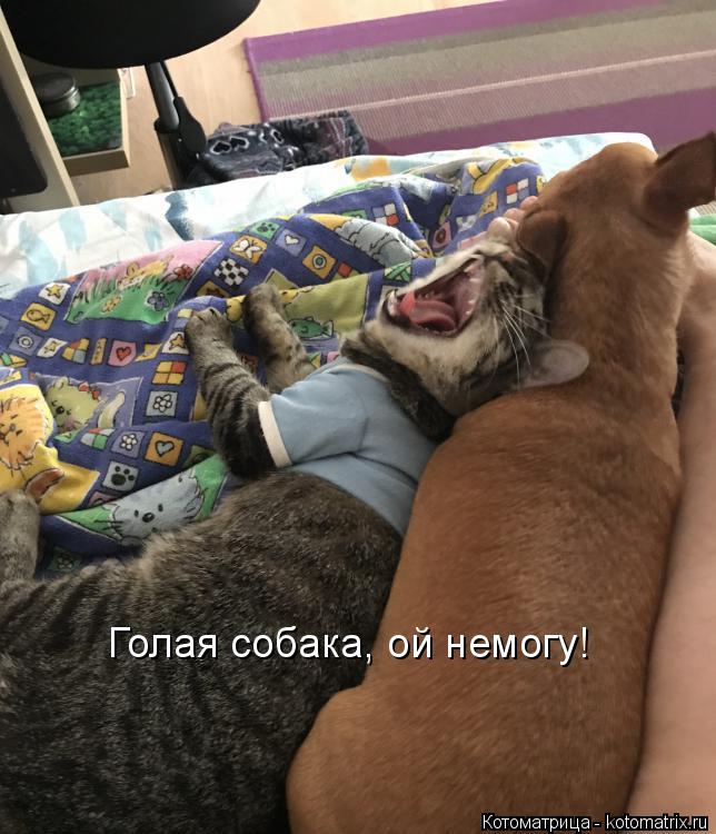 Котоматрица: Голая собака, ой немогу!