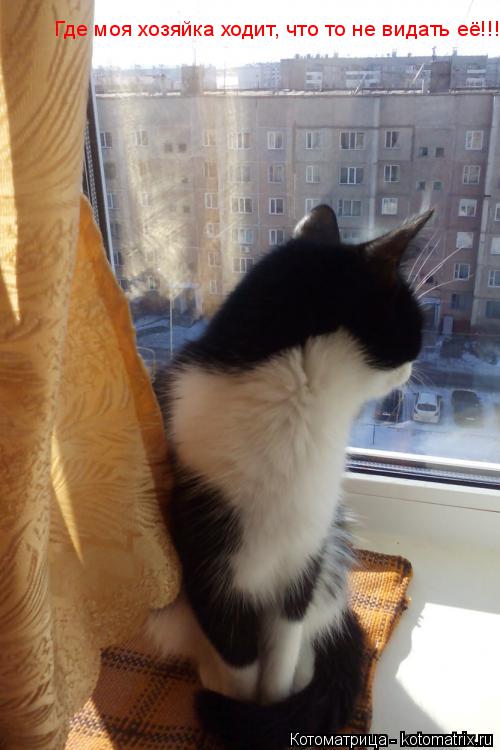 Котоматрица: Где моя хозяйка ходит, что то не видать её!!!