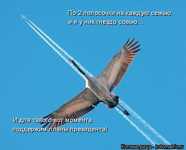 Котоматрица: По 2 полосочки на каждую семью,  и я у них гнездо совью... И для такого вот момента поддержим планы президента!