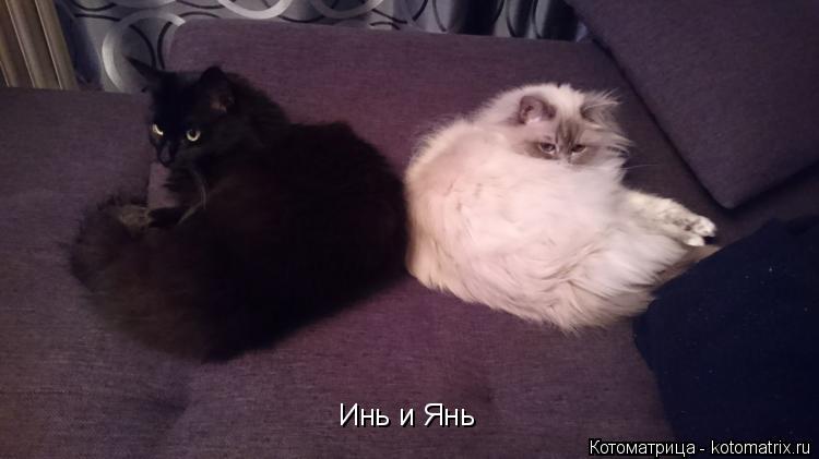 Котоматрица: Инь и Янь