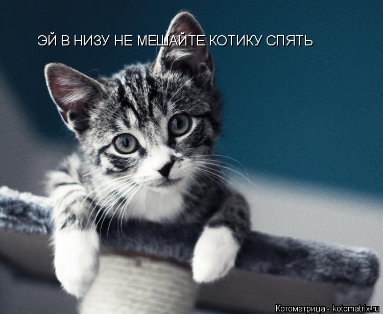 ЭЙ В НИЗУ НЕ МЕШАЙТЕ КОТИКУ СПЯТЬ... Котоматрица: ЭЙ В НИЗУ НЕ МЕШАЙТЕ КОТИКУ СПЯТЬ