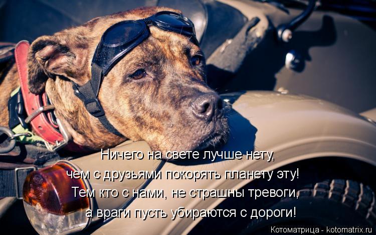 Ничего на свете лучше нету, Тем кто с нами, не страшны тревоги, а враги пусть убираются с дороги! че... Котоматрица: Ничего на свете лучше нету, Тем кто с нами, не страшны тревоги, а враги пусть убираются с дороги! чем с друзьями покорять планету эту!