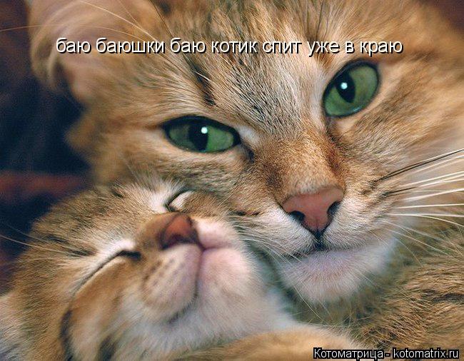 баю баюшки баю котик спит уже в краю... Котоматрица: баю баюшки баю котик спит уже в краю